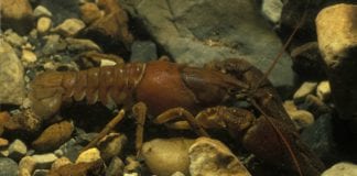Invasive species and disease threaten endangered native Crayfish Galway Daily news invasive species and plague threaten native Crayfish