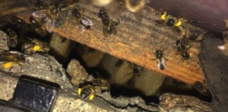 NUIG launches nationwide honey bee survey Galway daily news NUIG launches nationwide honey bee survey