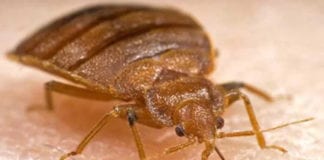 Galway has the second most infestations of bed bugs in Ireland Galway Daily news Galway has the second most infestations of bed bugs in Ireland