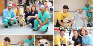 Therapy Dog ‘Cody’ starts his rounds at Portiuncula University Hospital Galway Daily life & style Therapy Dog Cody makes his debut at Portiuncula Hospital