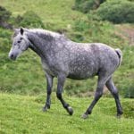 Connemara_pony2