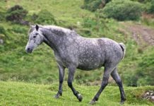 Brand New Connemara Pony Heritage Centre opening today Galway daily news Connemara Pony exchanged with rare breeds farm in conservation effort
