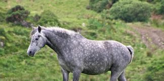 Connemara Pony gifted to rare breeds farm in conservation initiative Galway daily news Connemara Pony exchanged with rare breeds farm in conservation effort