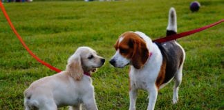 Man’s best friend can meet some friends of their own at Galway SPCA pet parade Galway Daily news Man's best friend can meet some friends of their own at Galway SPCA pet parade