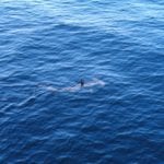 Smooth hammerhead shark web