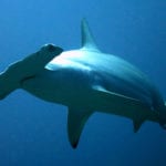 Corl0185_(27497222863)