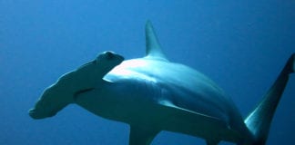 Hammerhead shark spotted in Irish waters for the first time ever Galway Daily news hammerhead shark spotted in Irish waters for the first time.