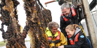 Irish rope grown mussels achieve MSC certification mussels fish galway daily