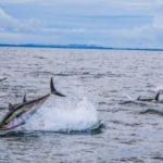 blue fin tuna David Morrissey