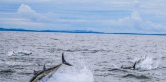 Angling vessels gathering data on the Bluefin Tuna Galway Daily news Bluefin Tuna data collection