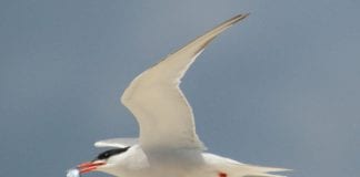 First Common Tern chick takes flight from floating raft in Galway common tern bird galway daily