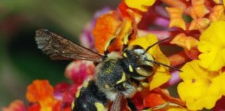 Mixgreens customers to receive free bee kits this weekend mixgreens honey bee kit galway daily deliveroo free