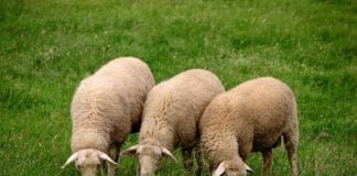 Dog owners reminded to control pets after sheep killed Galway daily news sheep killed in serious animal attacks