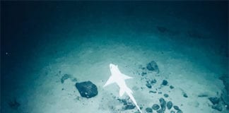 Artists head to sea to look for inspiration under the waves Galway Daily arts & culture Irish artists head to sea for Galway 2020