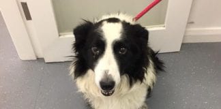 Dog found lying on the street needs leg amputated Galway Daily news injured dog needs leg amputated