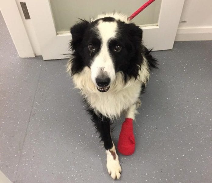 Galway Daily news injured dog needs leg amputated