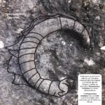 Phanerotinus – Fossil unveiling Tuam 30 September 2pm Tuam Library jpeg 3