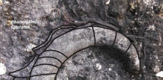 Tuam’s extraordinary 340 million year old fossil to be unveiled next week fossil tuam galway daily