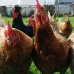 rescue hens in Galway. photocredit Vivienne McCormack