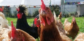 Rescued hens seek happy homes in Galway rescued hens galway daily