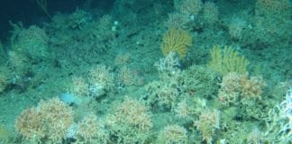 Three year survey of underwater reefs comes to a close Galway Daily news Marine Institute finishes three year mapping of underwater reefs
