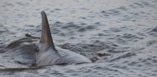 Stranded dolphin rescued at Mutton Island Galwat Daily news Stranded dolphin rescued at Mutton Island
