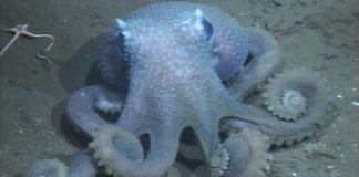 Study finds octopus skin gets more warty the deeper they live Galway Daily news Octopus warty skin