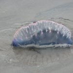 Portuguese_Man-O-War