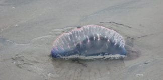 More sightings of deadly Man o’War in Connemara Galway Daily news More sightings of deadly Portuguese Man o'War