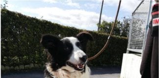 Rescued dog that needed amputation seeks new home