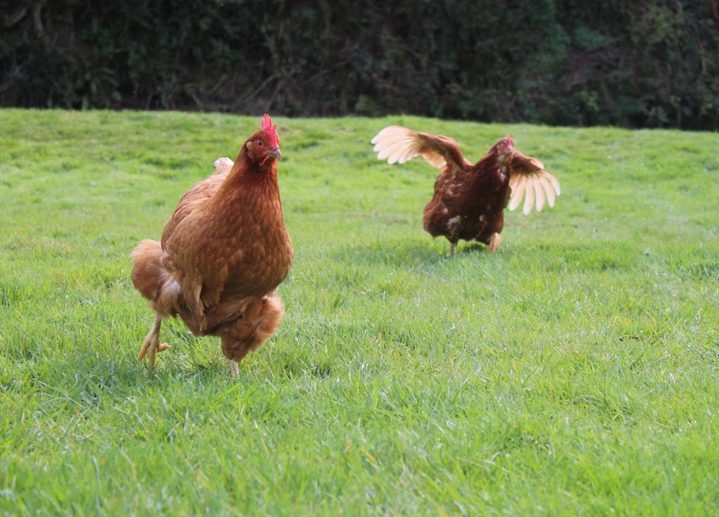 Rescue hens running. Photo by Niamh Cubie Galway Daily