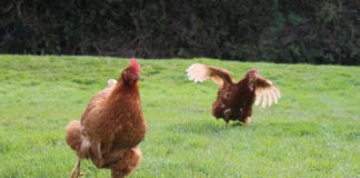 Rescued hens are looking for happy homes in Galway this weekend rescue hens galway daily
