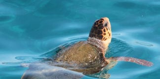 Endangered turtle washed from Canaries to Galway flies home commercial