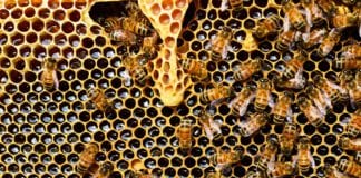 Honey Show & Fair to showcase the sweet art of beekeeping Galwy Daily life & style Honey Fair & Show showing the sweet success of beekeeping