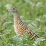 Corncrake