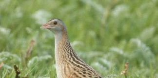 Millions secured for Corncrake conservation efforts in the west Galway Daily news First Corncrake sightings on the Aran Islands in over 25 years