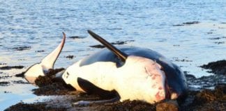Killer whales stranded in Ireland with toxic level of pollutants GMIT study shows Galway Daily news Killer whales pollutants