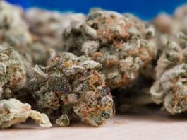 Galway Daily news Cannabis worth over €40,000 seized on its way to Galway