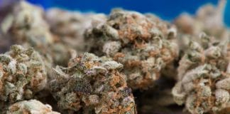 Drug courier jailed for four years Galway Daily news Cannabis worth over €40,000 seized on its way to Galway