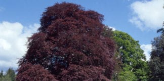 Major plans for Coole Park Visitor Centre to start this year coole park visitor centre galway daily tree week 2023