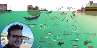 Galway’s Marine Institute helps thread the tangled Food Web of the Irish Sea Galway Daily science Irish Sea food web