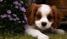 Veterinary Council of Ireland issues guidance to vets during crisis dog vets veterinary essential galway daily