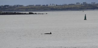 Nimmo the dolphin returns to Galway Bay Galway Daily news Nimmo the dolphin returns to Galway Bay