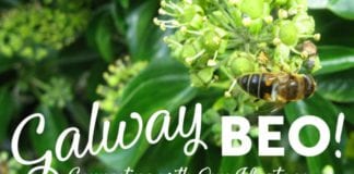 Share the heritage of Galway with Galway Beo Galway Daily life & style Share the heritage of Galway with Galway Beo