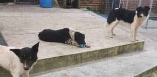 MADRA rescues 34 dogs from county farm, seeks good homes Galway Daily news MADRA rescues 34 dogs from county farm, seeks good homes