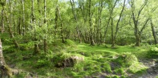 More time for locals to share views on new vision for Portumna Forest Park coillte forest galway daily