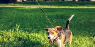 City Council reminds dog owners to clean up after their pets Galway Daily news Plans rejected for new dog park near Oranmore