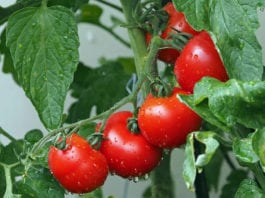 Galway Daily news City Council invites applications to lease allotments