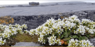 Galway Tidy Towns groups stay connected online tidy towns galway daily