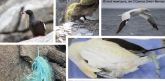 Pollution and stuffed birds – ethical taxidermy in marine science Galway Daily news Pollution and stuffed birds - ethical taxidermy in marine science